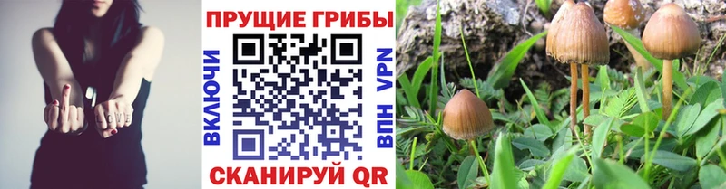 Псилоцибиновые грибы Psilocybine cubensis  Коммунар 